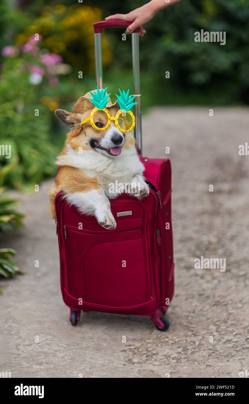 Dog-Friendly Activities