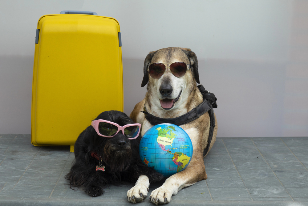 Dog-Friendly Restaurant